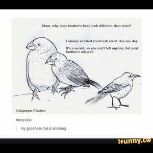 Meet your Posher, Norriel